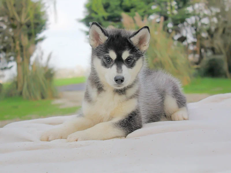 Husky Mindy1