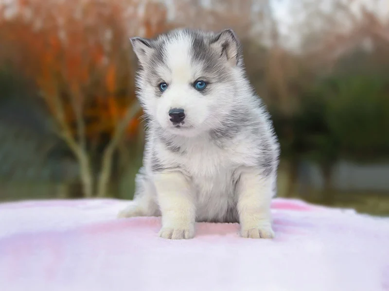 Husky Rabber