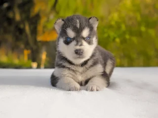 Husky Ray1