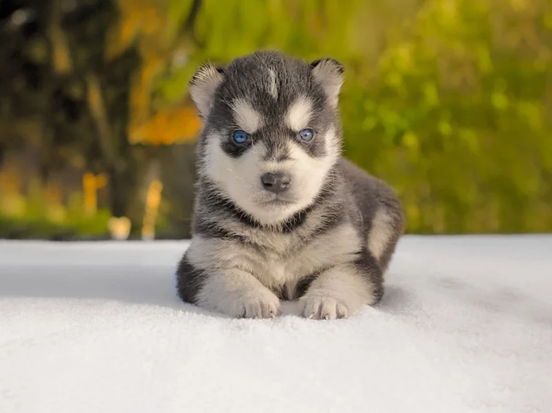 Husky Ray1