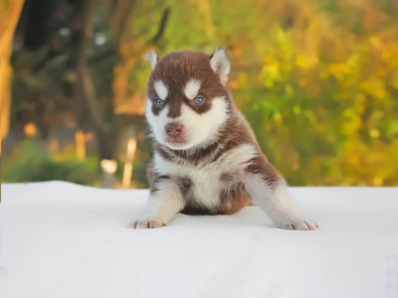 Husky Zak