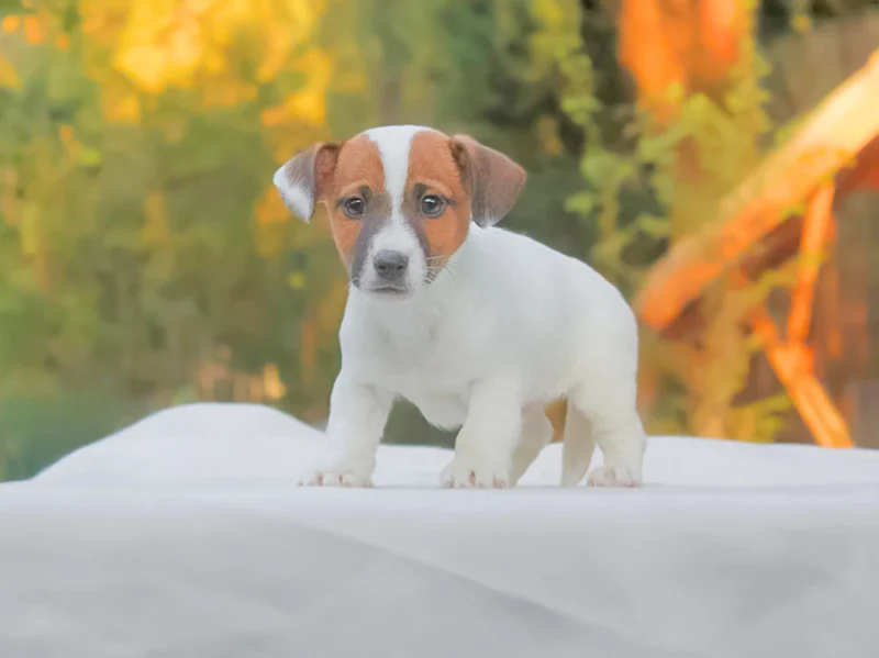 Jack Russell Chaky3