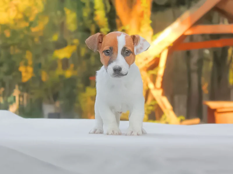 Jack Russell Crash1