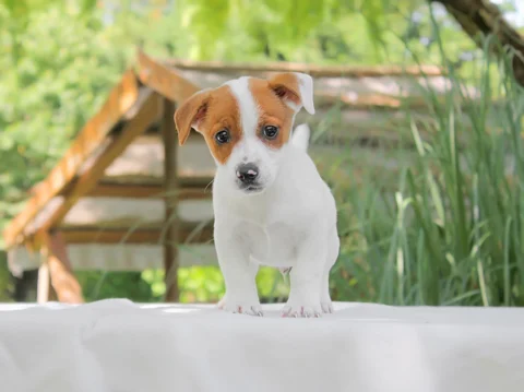 Vendita jack rusell cuccioli