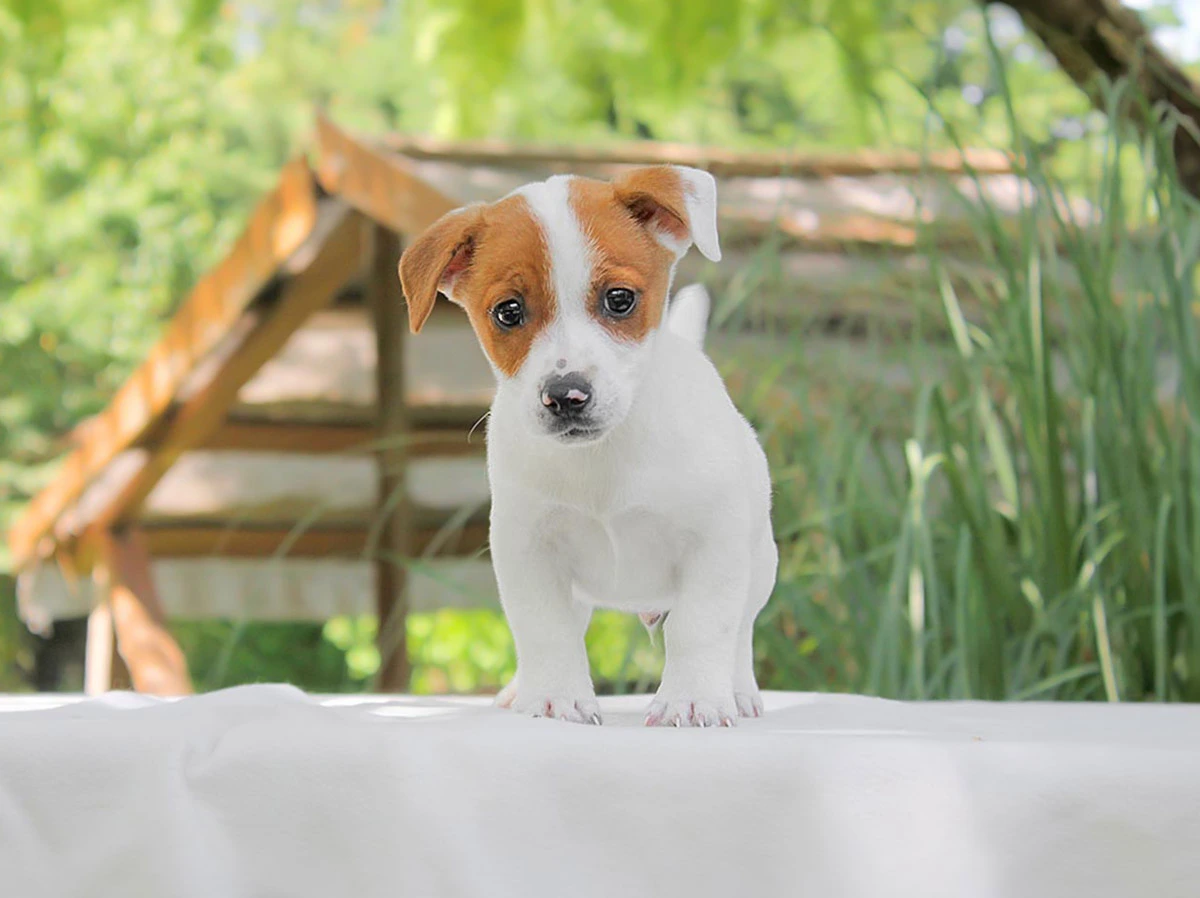 Vendita jack rusell cuccioli
