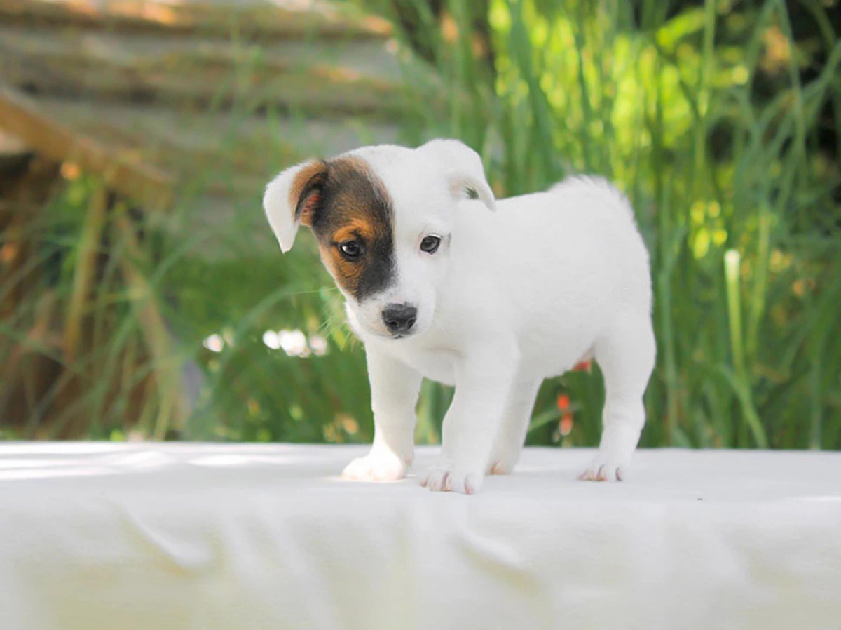 Jack Russell Milano Pavia