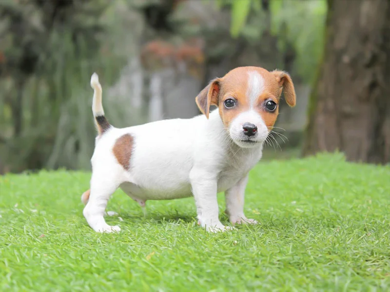 Jack Russell Raresh1