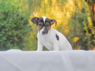 Jack Russell Spank1