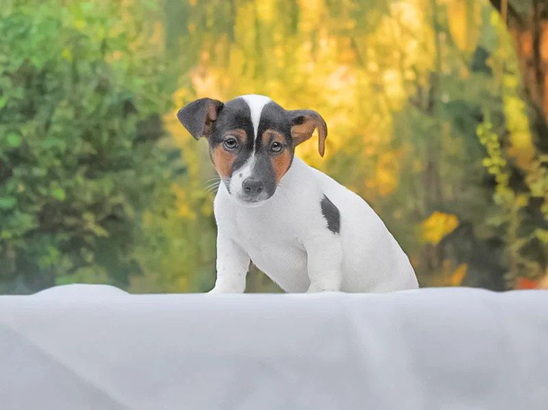 Jack Russell Spank1