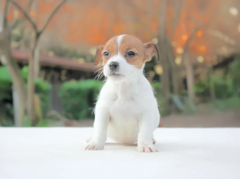 Jack Russell Audrey1