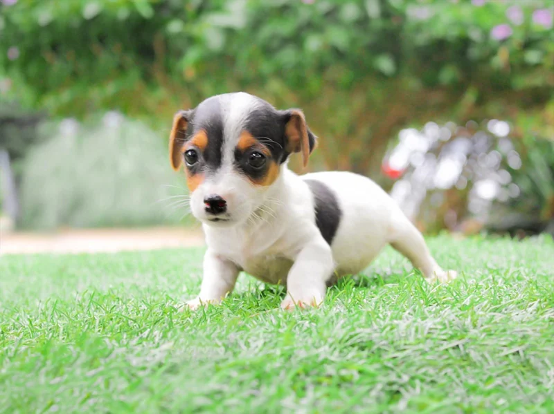 Jack Russell Olga1