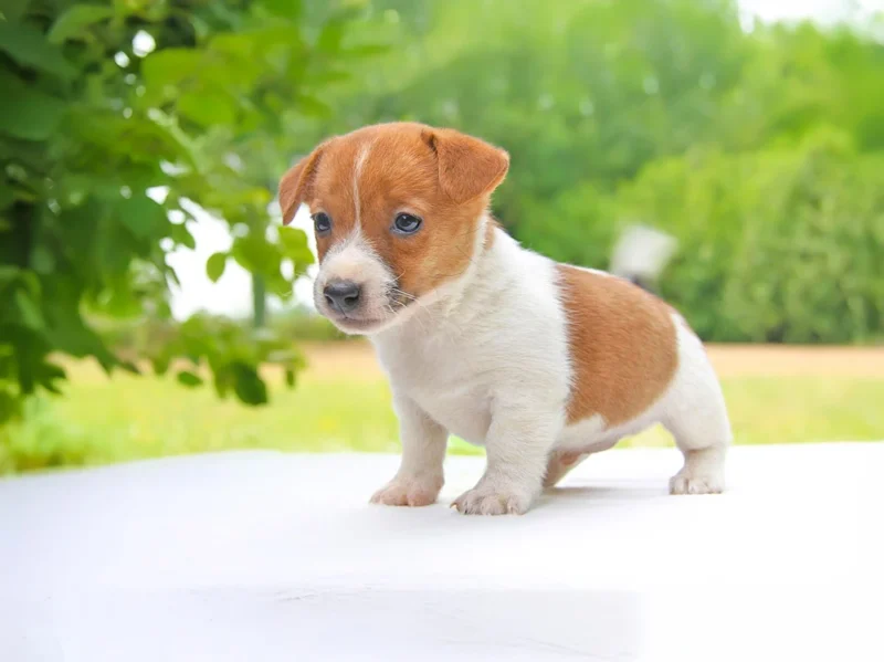Jack Russell Scheggia
