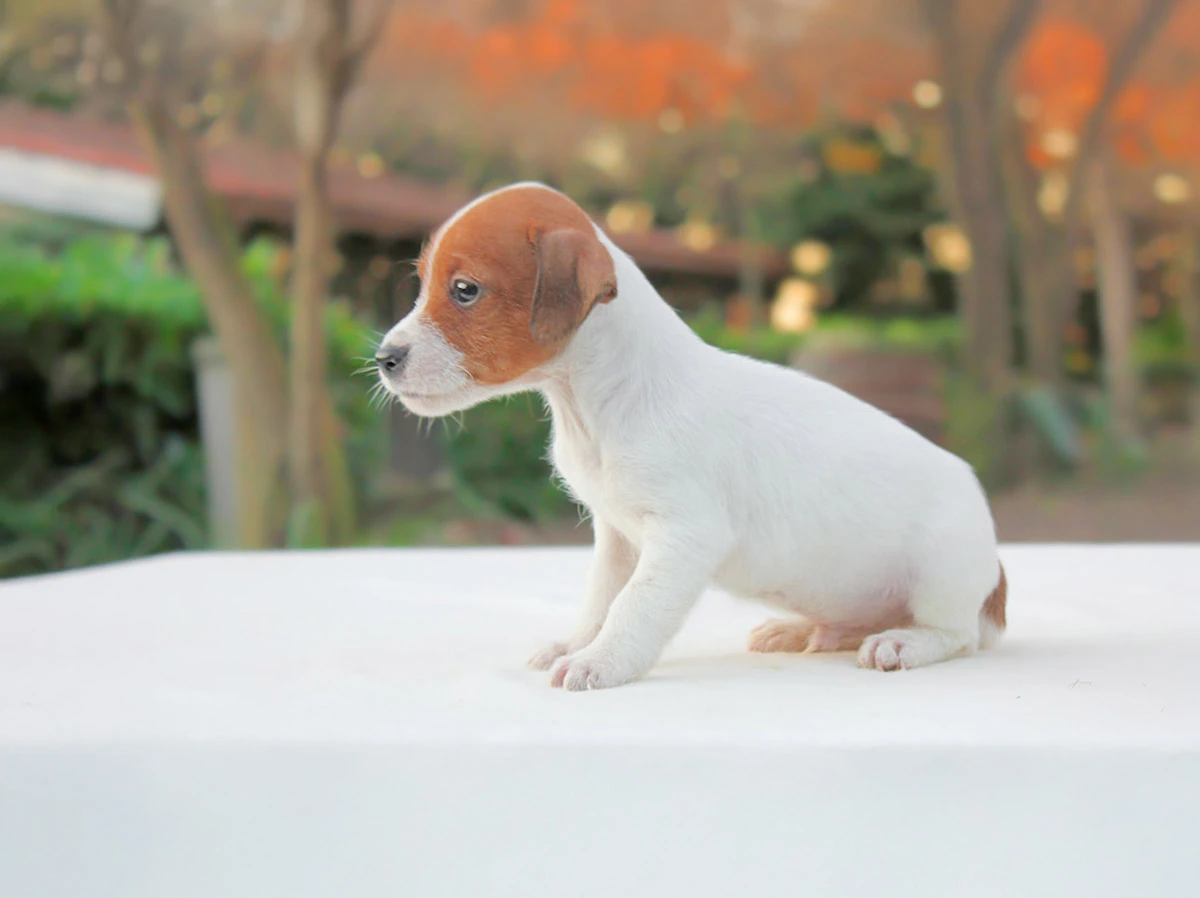 Allevamento jack rusell