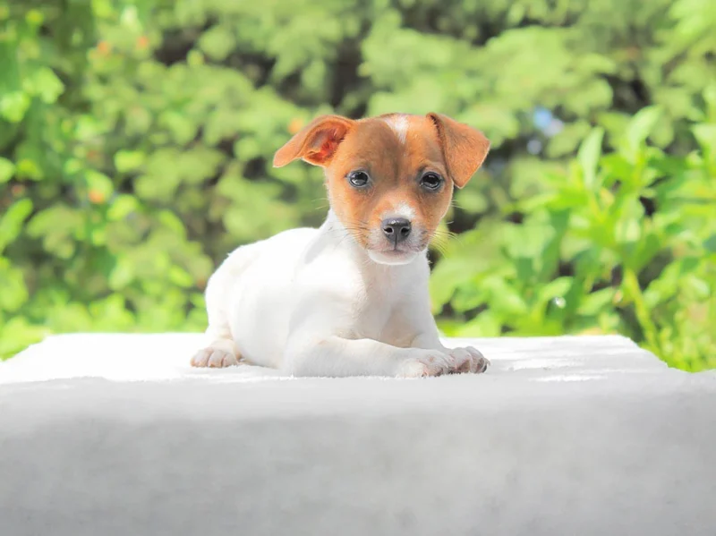 Jack Russell Trixie1