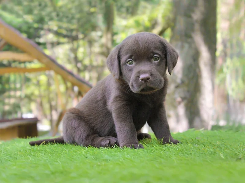 Labrador Argo1