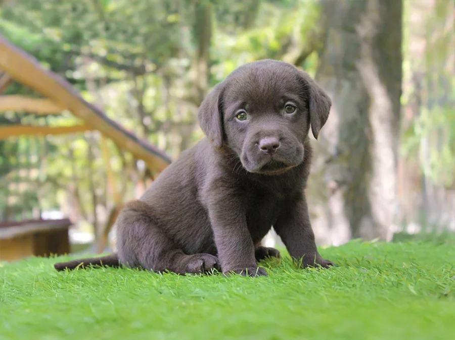 Labrador Argo1