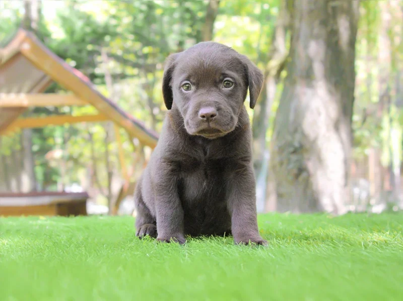 Labrador Arthur1