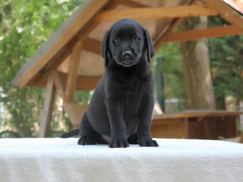 Labrador Beth1