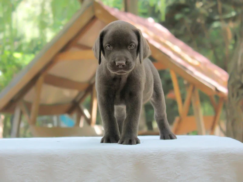 Labrador Buddy1