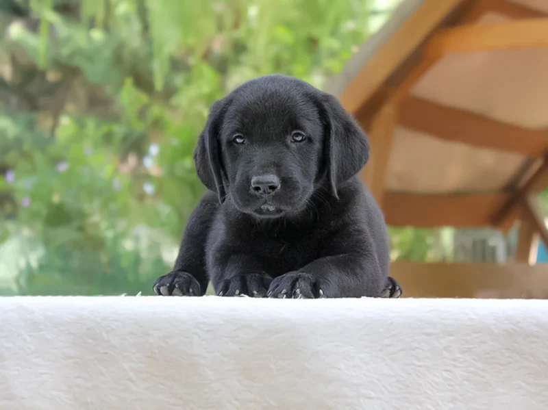 Labrador Carlito1