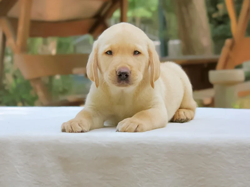 Labrador Charlie1