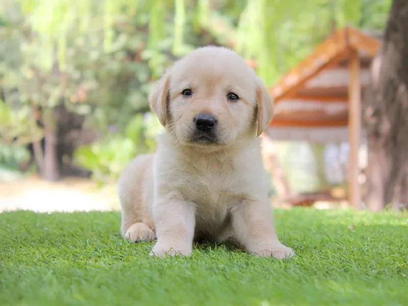 Labrador Cremino1