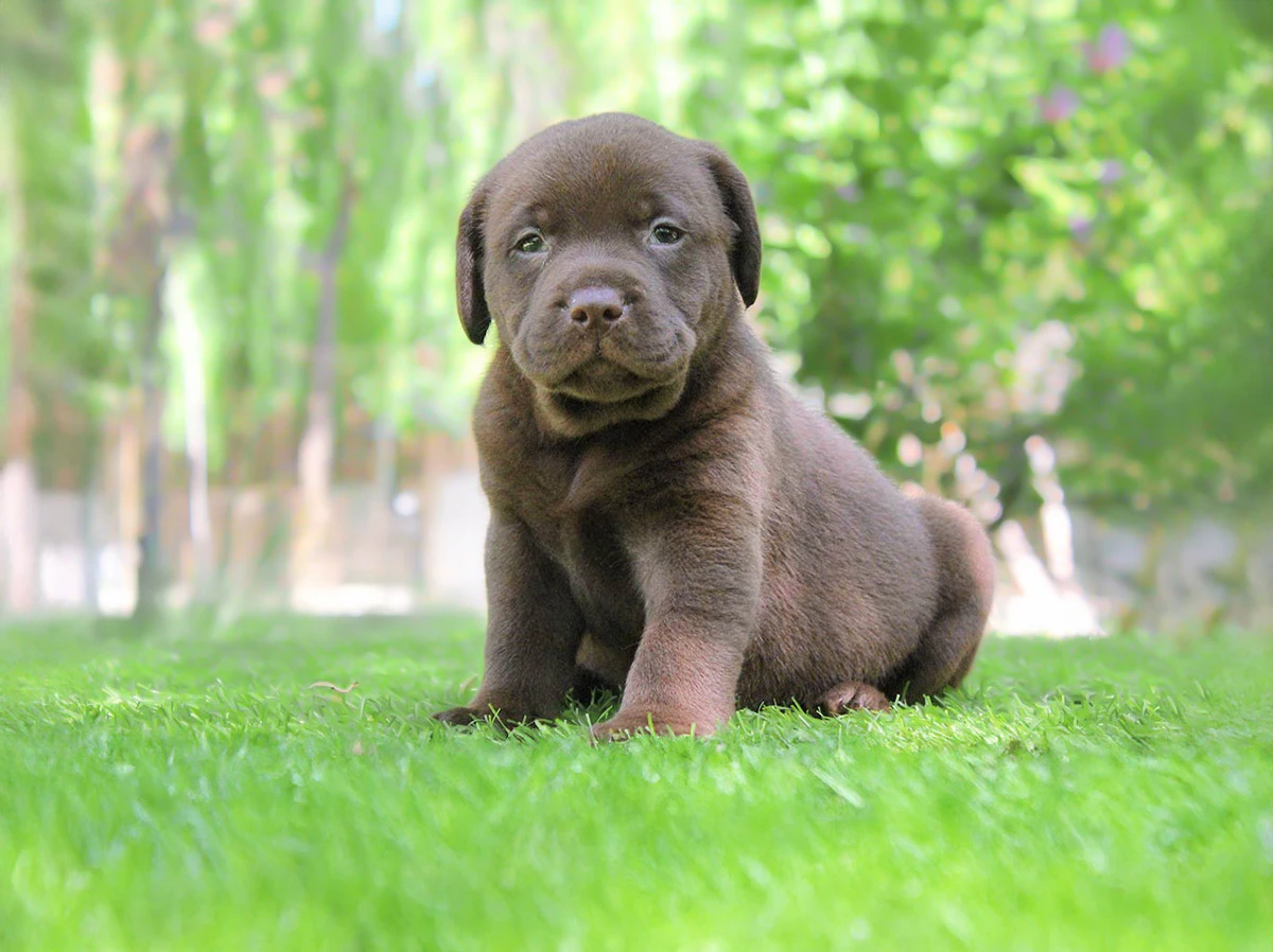 Allevamento Labrador Retriever