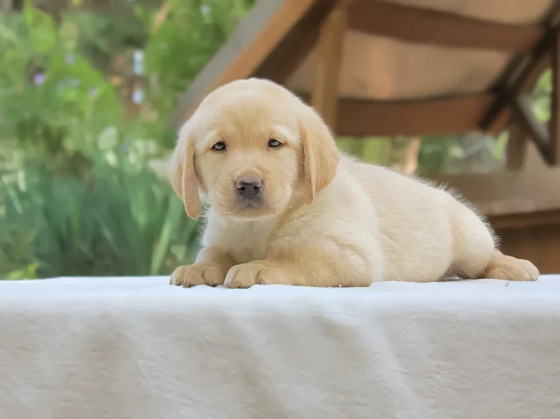 Labrador Dora1