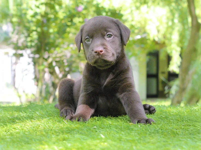 Labrador Guly