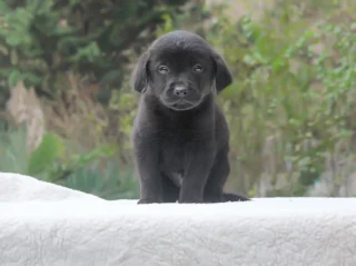 Labrador Hector1