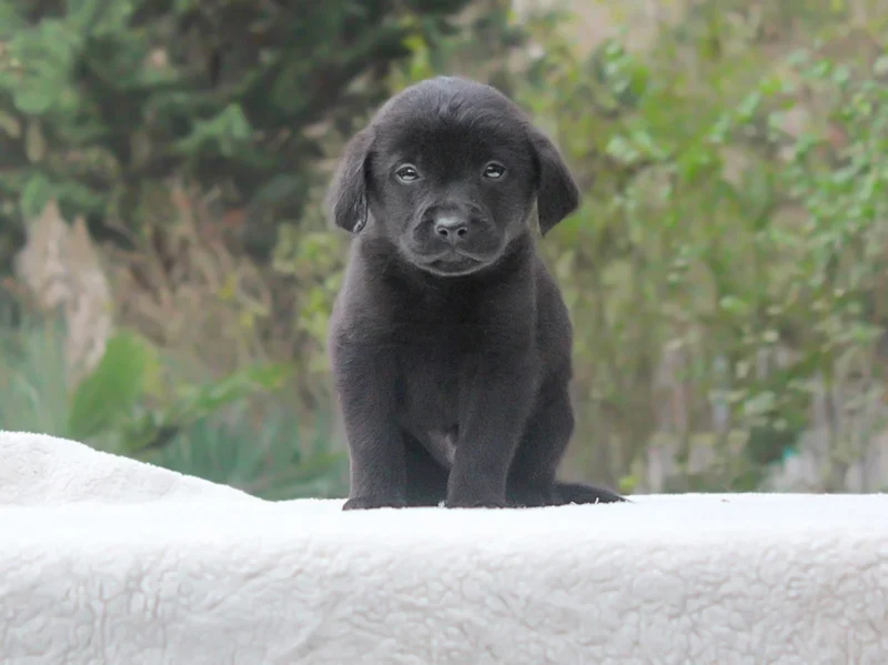 Labrador Hector1
