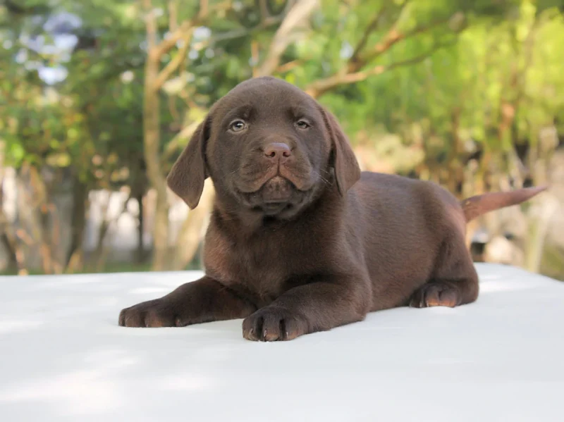 Labrador Heidi1