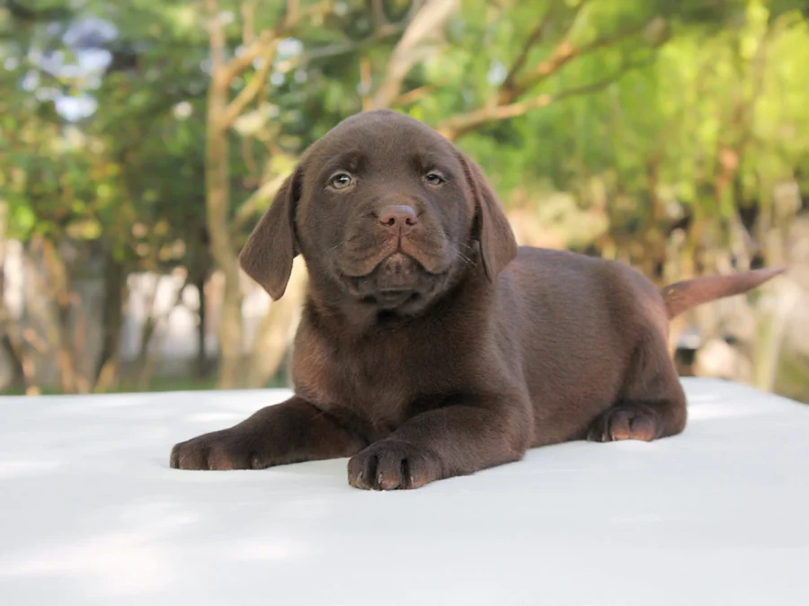 Labrador Heidi1