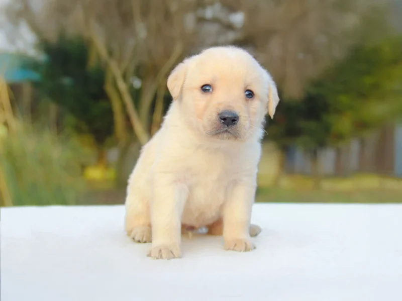 Labrador Johnny