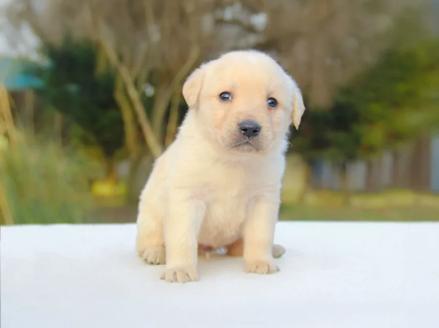 Labrador Johnny