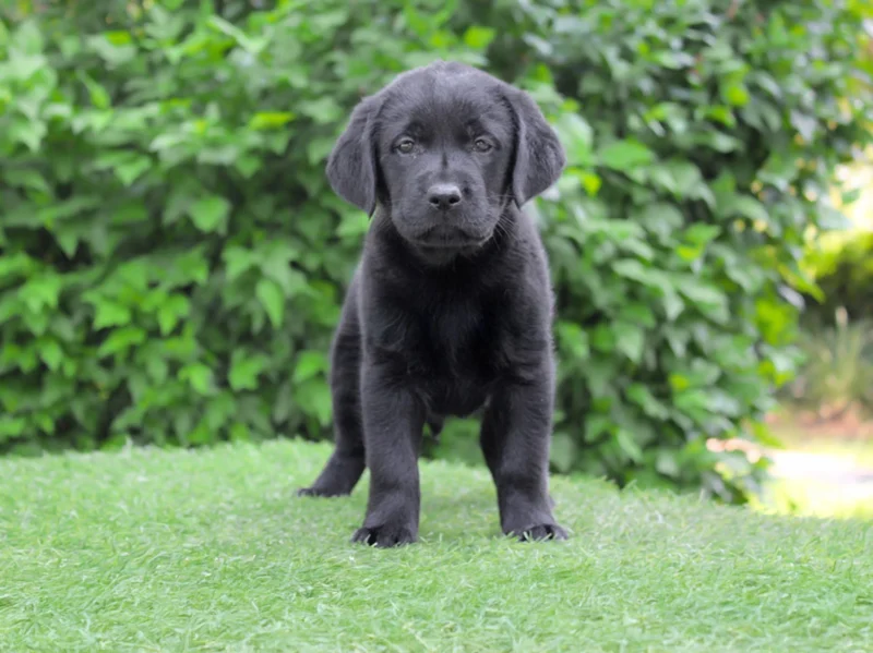 Labrador Kinsey1