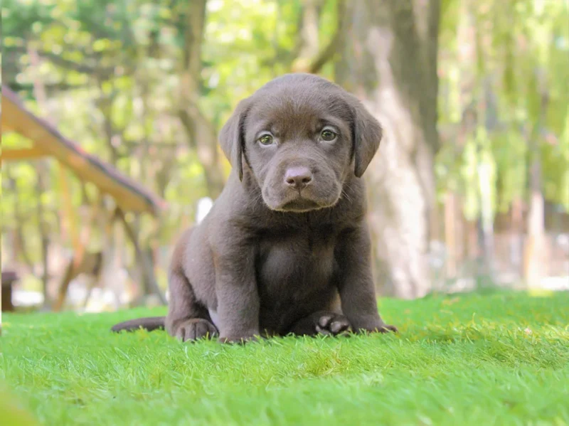 Labrador Marge1