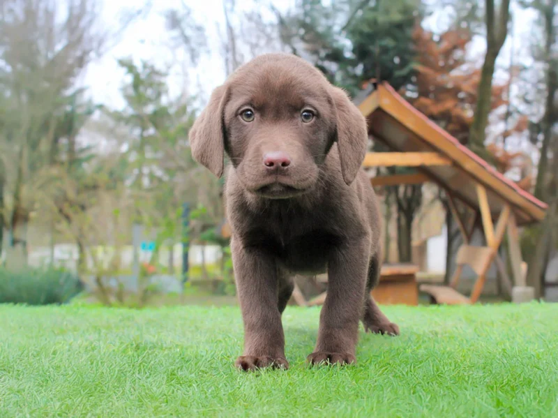 Labrador Mark1