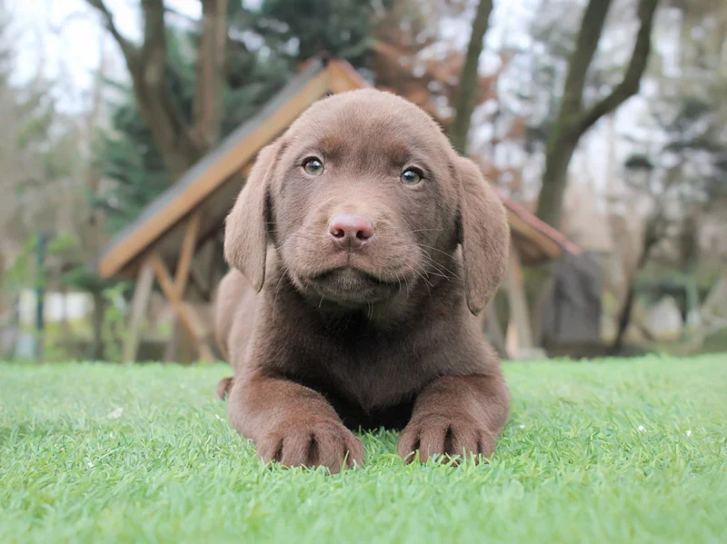 Labrador Messi1