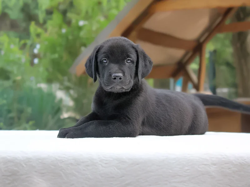 Labrador Pongo1