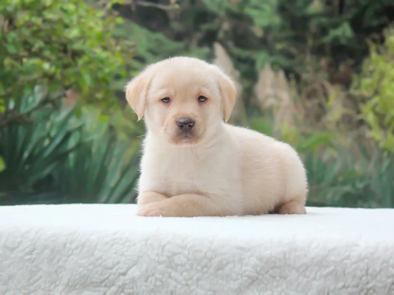 Labrador Ruby1