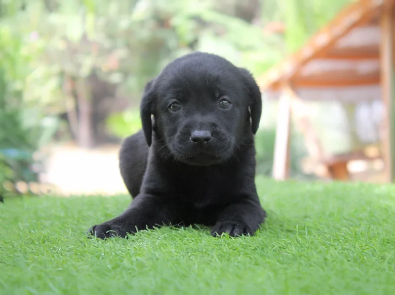 Labrador Sophie1