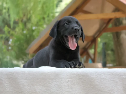 Vendita Labrador Milano
