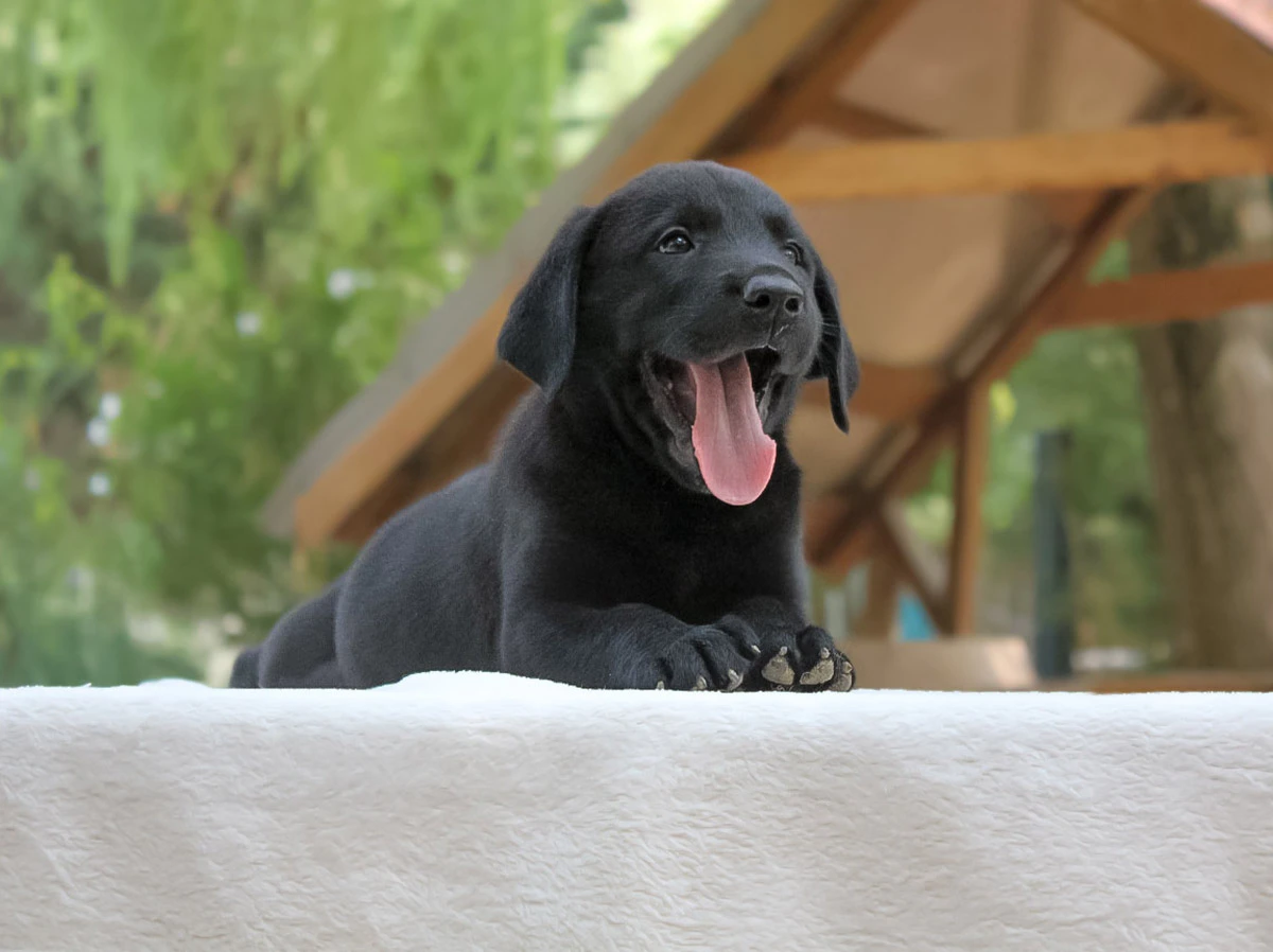 Vendita Labrador Milano