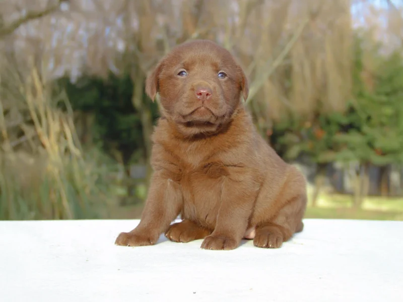 Labrador Motta