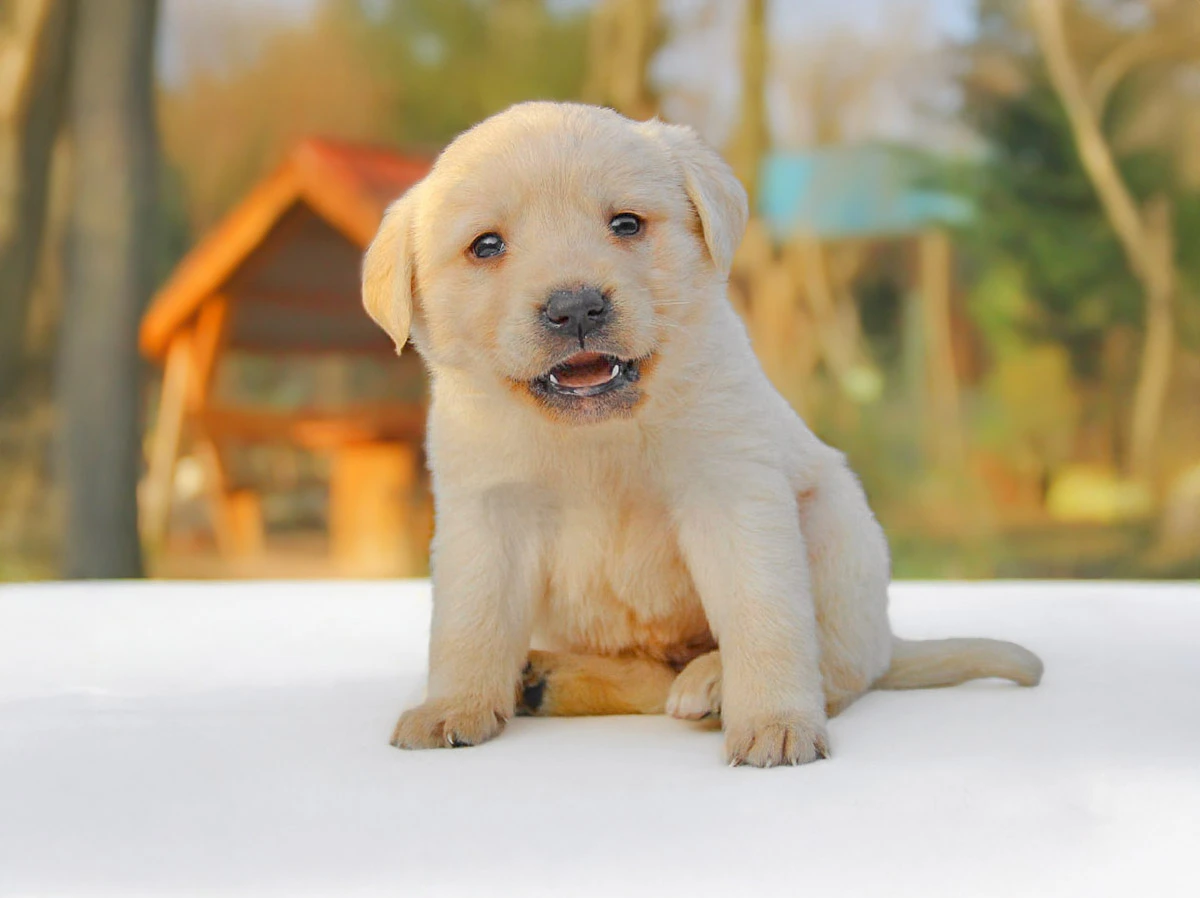 Cuccioli di Labrador in vendita