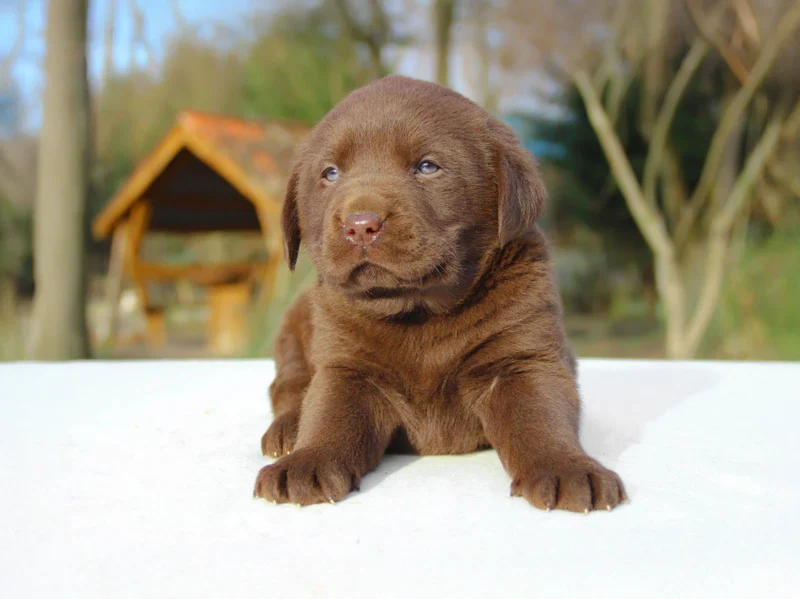 Labrador Pesca