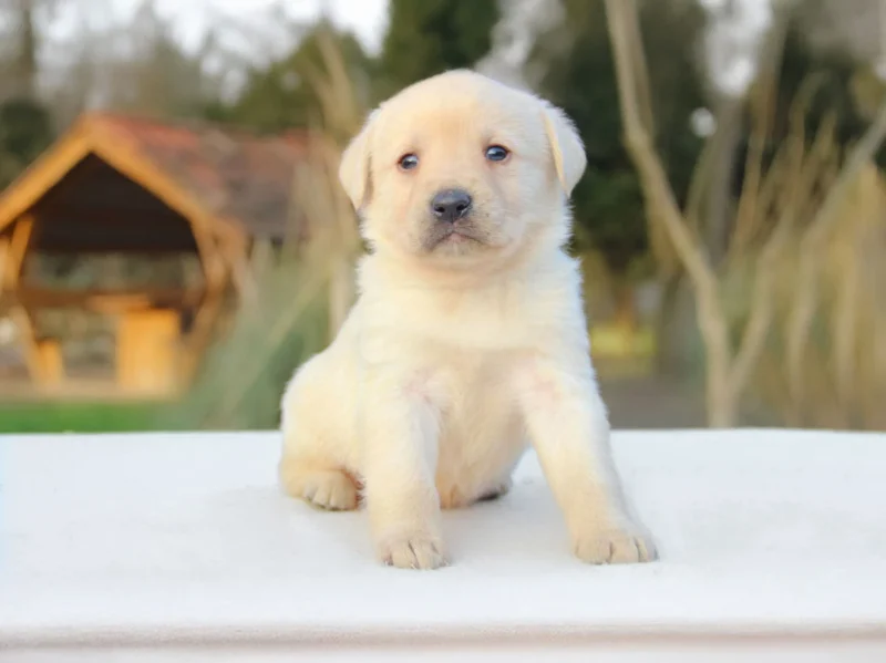 Labrador Ronny