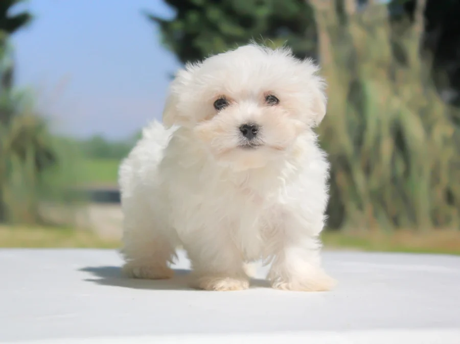 Cuccioli di Maltese in Vendita