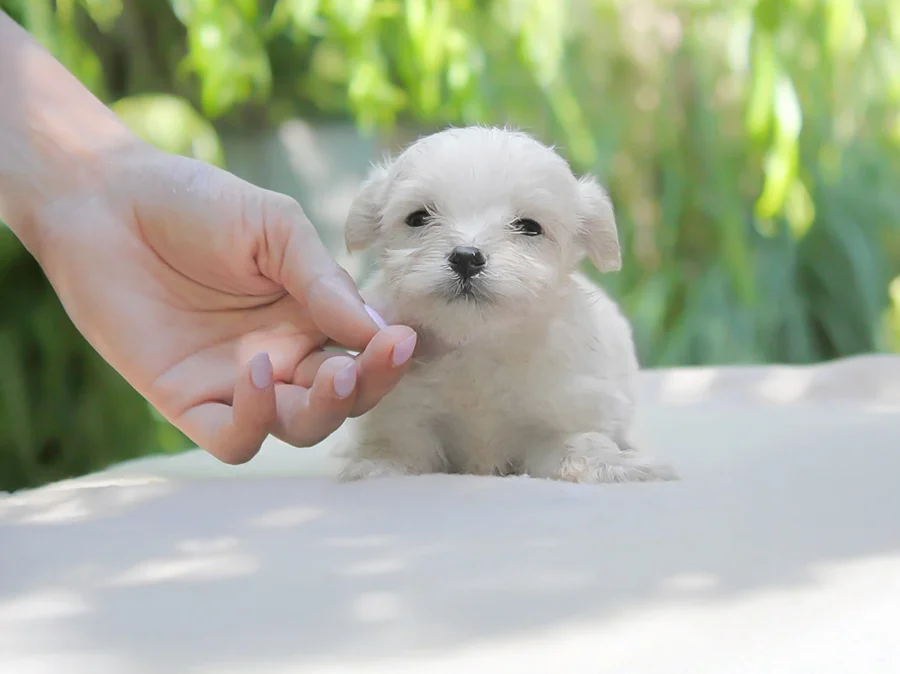Maltese Billo